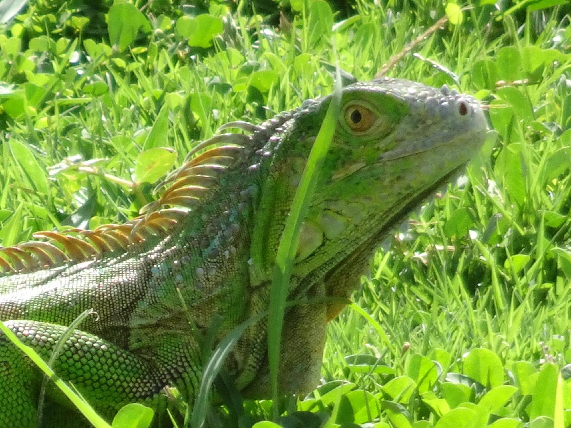 Blue Lizard House Βίλα San Andrés Εξωτερικό φωτογραφία